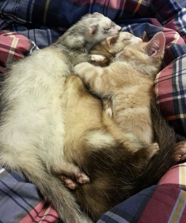 Big Snuggle