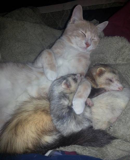 Cat And Ferret Hugging