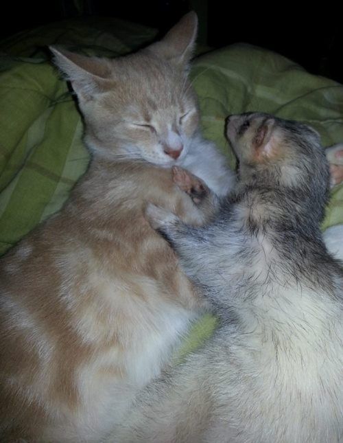 Cat Ferret Hug