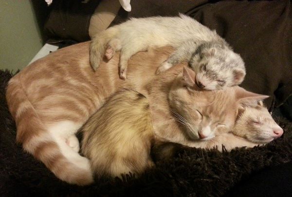 Cuddle Buddies