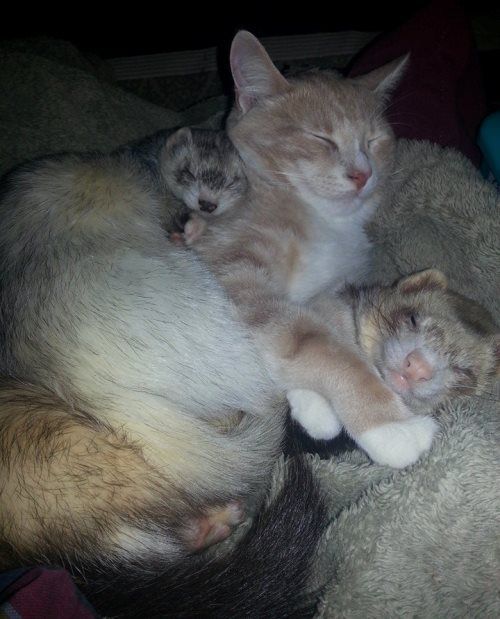 Cuddle Party