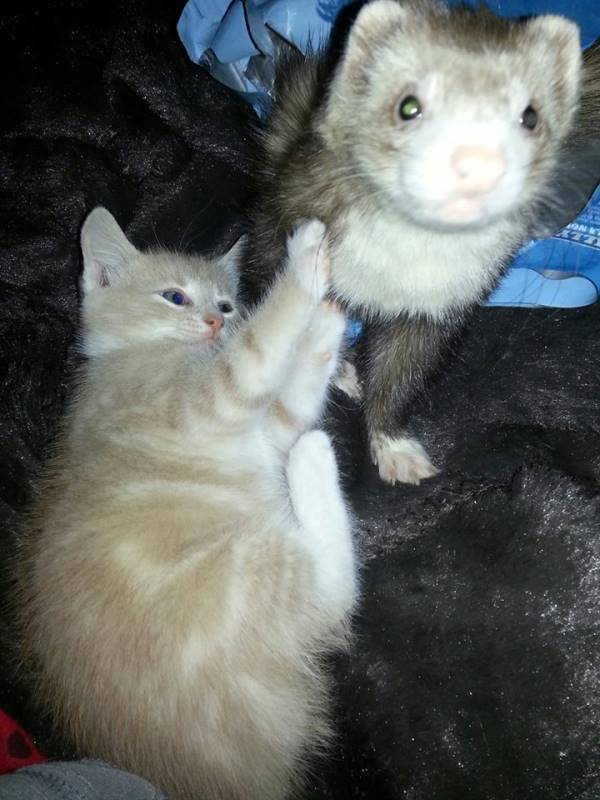 Cute Ferret Kitten Picture