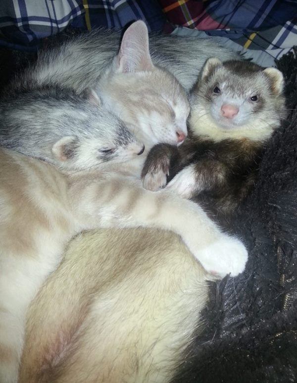 Cute Kitten And Ferret