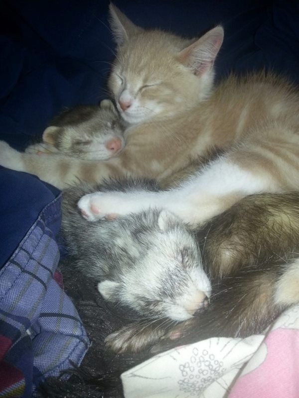 Ferret Adopts Kitten
