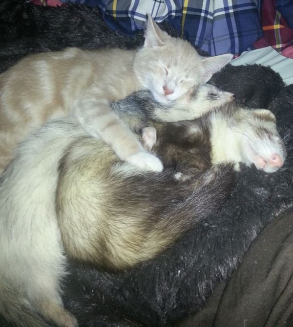 Ferret Family
