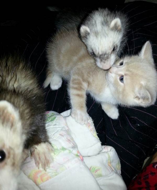 Ferrets And Cat