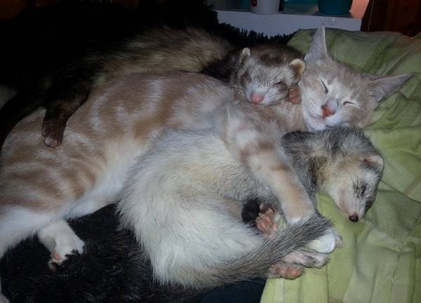 Happy Family