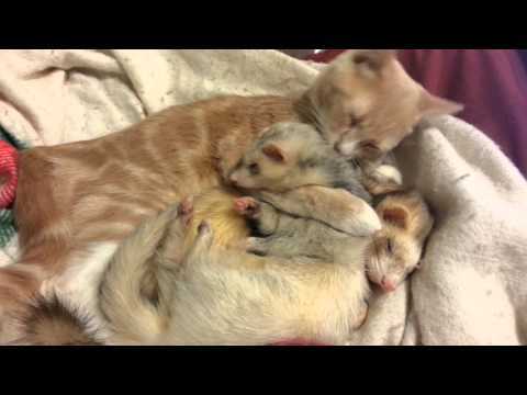 Video thumbnail for youtube video Meet The Ferret Family That Adopted A Kitten – PBH2