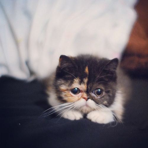 Baby Cat