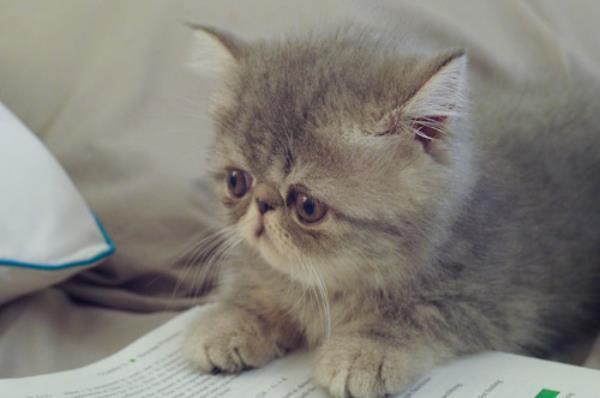 Shorthair Cat