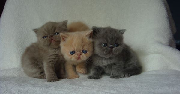 Three Exotic Shorthair Cats