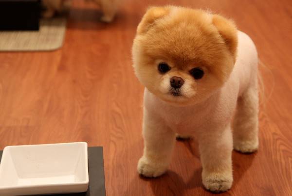 Boo Pomeranian