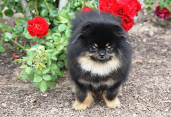 Cute Pomeranians