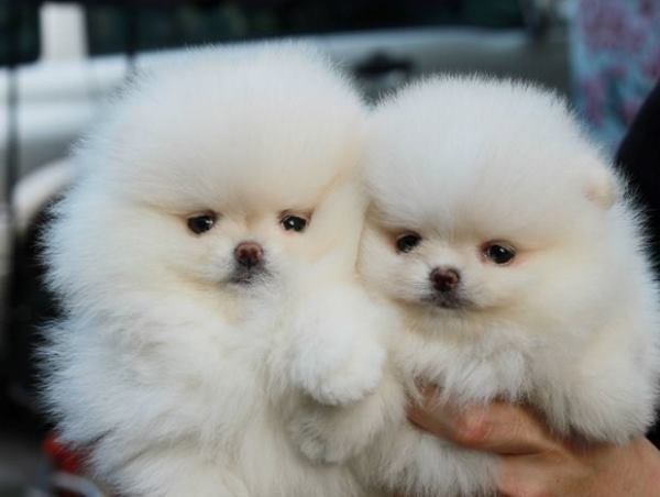 Fluffy White Pomeranians