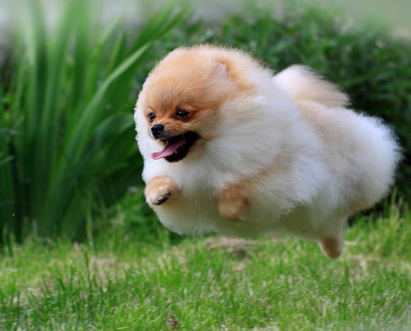 Jumping Pomeranian