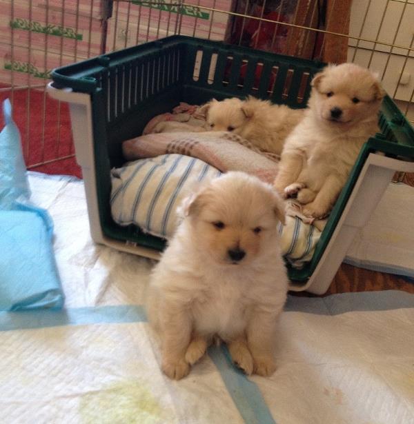 Litter Of Pomeranian Puppies