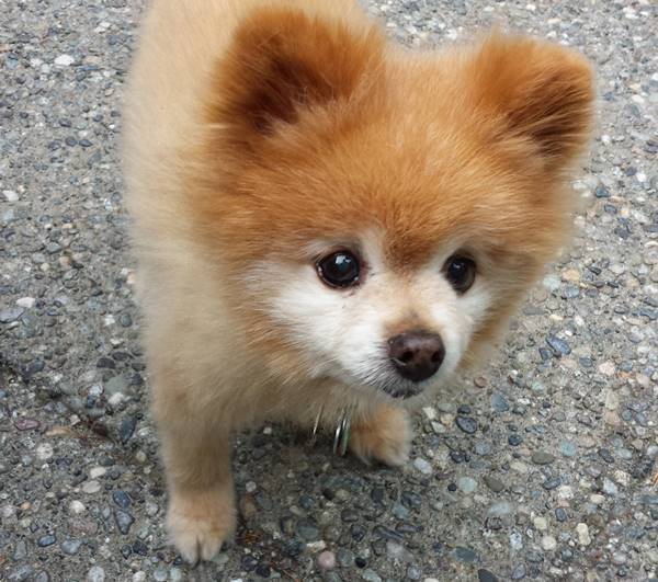 Little Pomeranian
