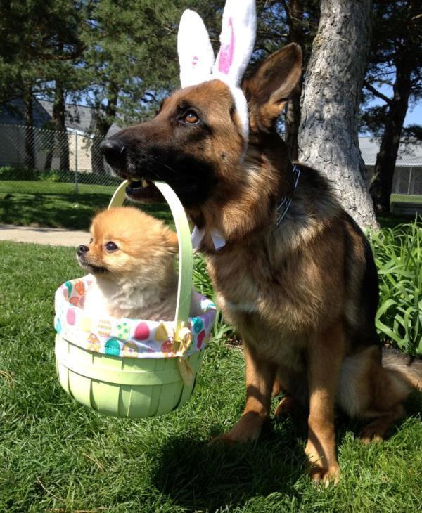 Pom Basket