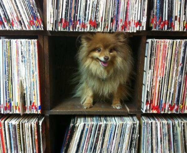Pomeranian In The Stacks