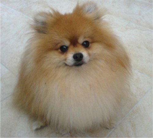 Pomeranian Photos