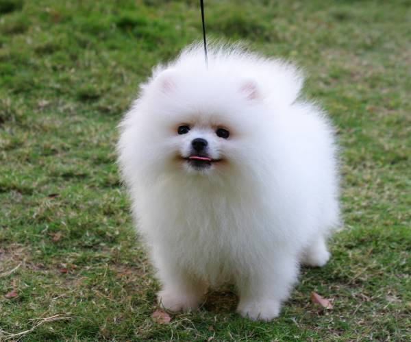 Pomeranian Pictures Tongue