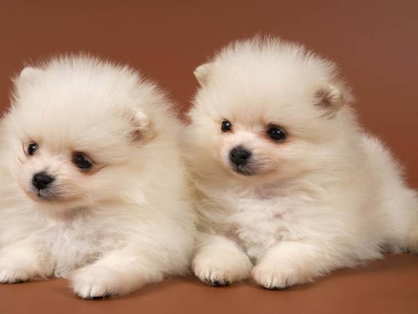 Pomeranian Puppies
