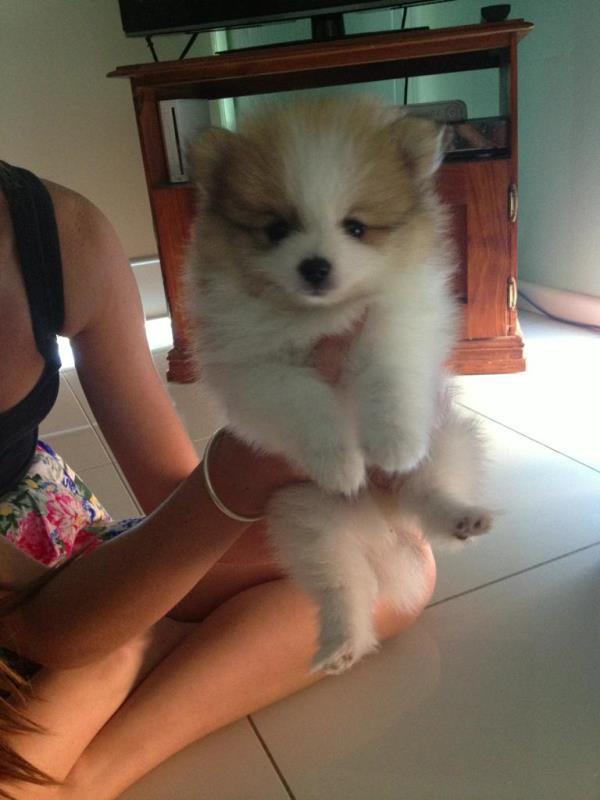 Pomeranian Puppy