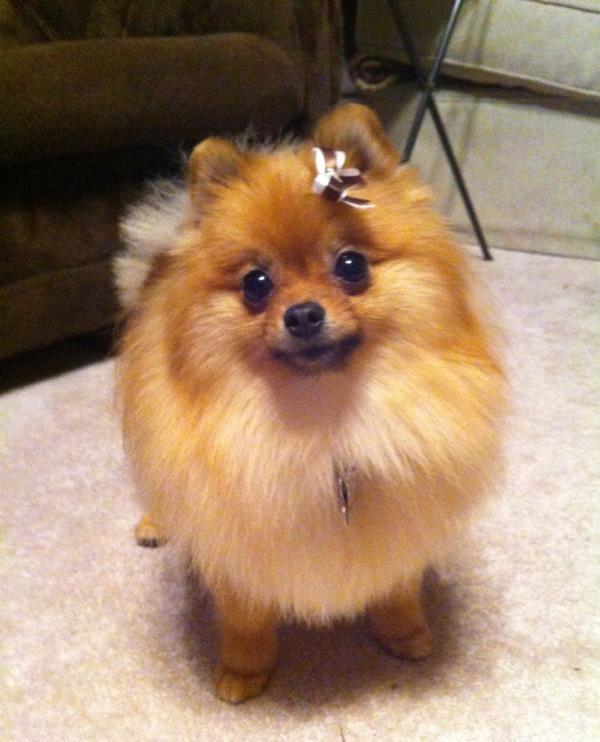 Pomeranian Wearing A Bow Tie