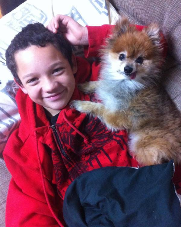 Pomeranian With Tongue Out