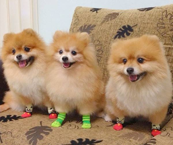 Pomeranians In Socks