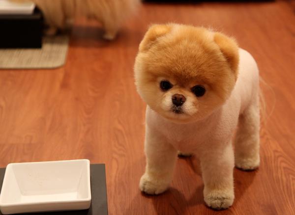 Pomeranians