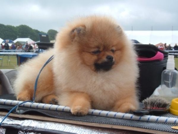 Puffy Pomeranian
