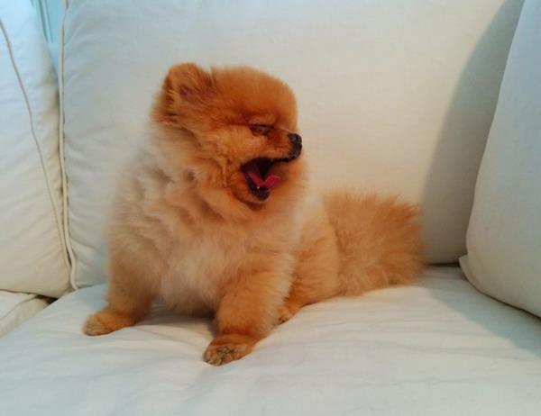 Red Pomeranian