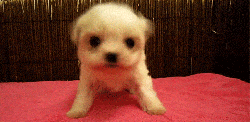 Shake It Off