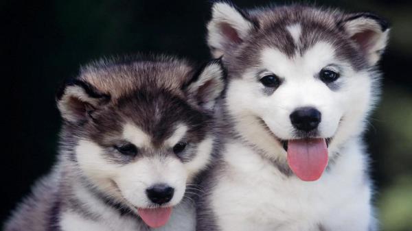 Husky GIFs
