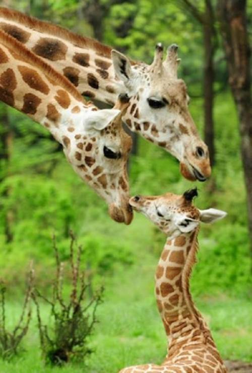 Adorable Animal Families