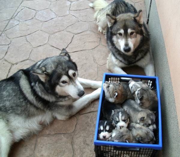Adorable Pet Family