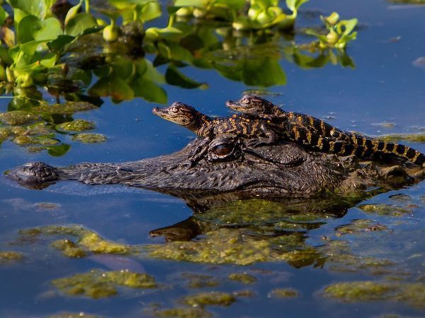 Alligator Family