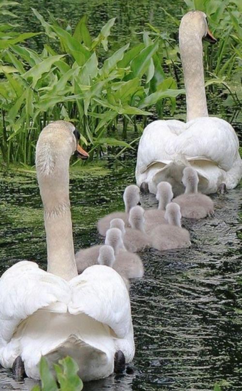 Animal Families Swans
