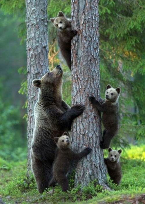 Bears