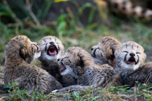 Cheetah Cubs