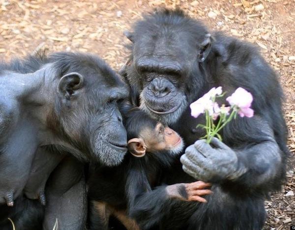 Chimpanzee Family