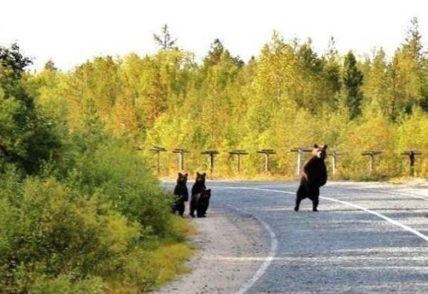 Cute Animal Families Bears