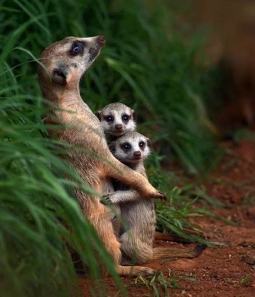 Cute Animal Family
