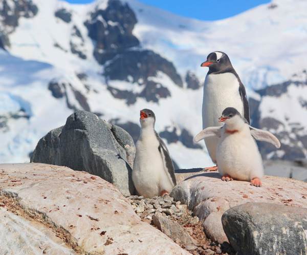 Cute Penguin Family