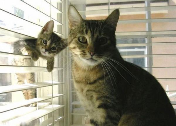 Cutest Animal Families Cats