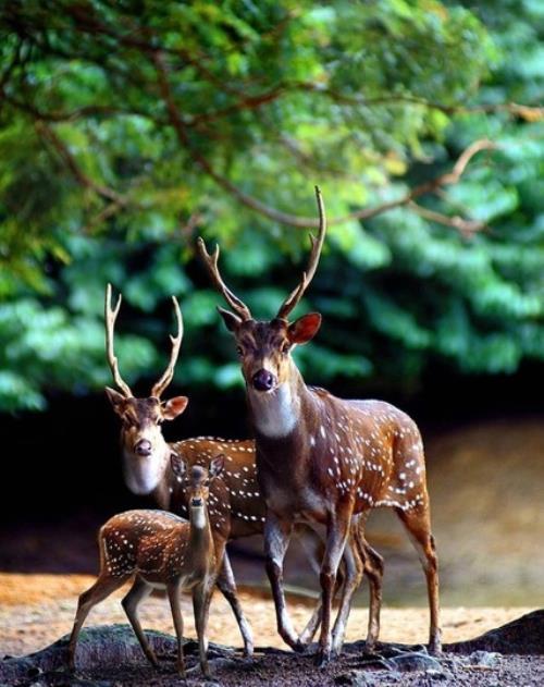 Deer