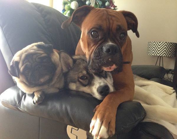 Dog Family