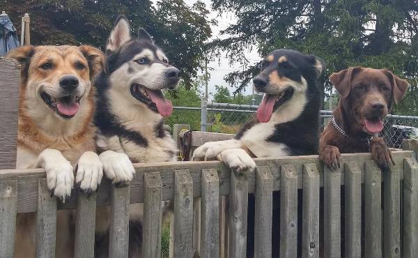Dogs Hanging Out