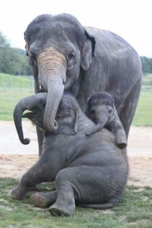 Elephant Family